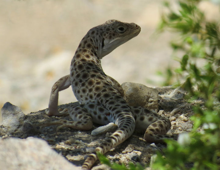 Long-nosed Leopard Lizard